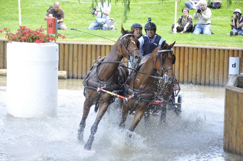 concours d'attelage une discipline equestre magnifique