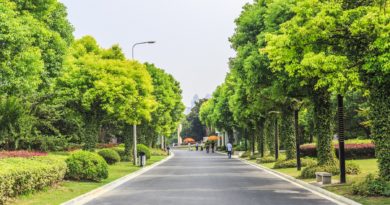 Route bordée d'arbres.