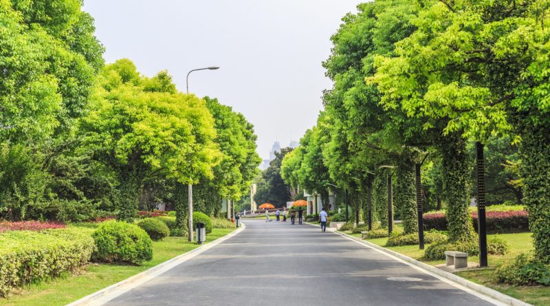 Route bordée d'arbres.