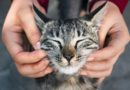 Femme jouant avec un chat