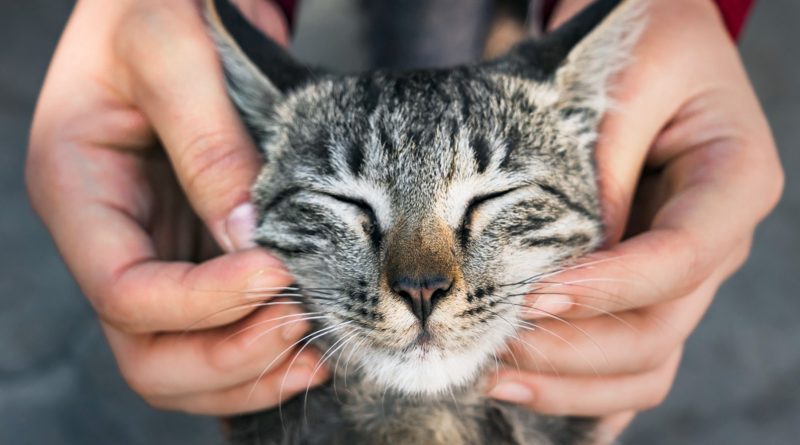 Femme jouant avec un chat