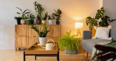 Plantes d'intérieur dans le studio