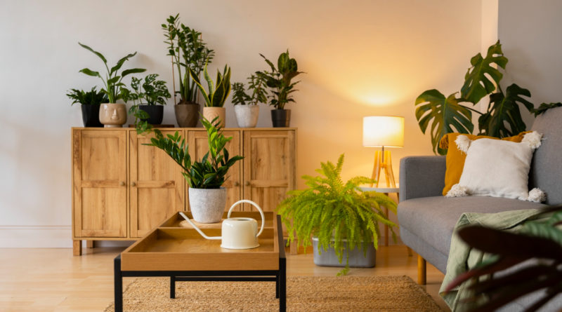 Plantes d'intérieur dans le studio