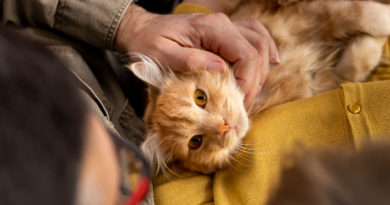un chat roux à poils longs