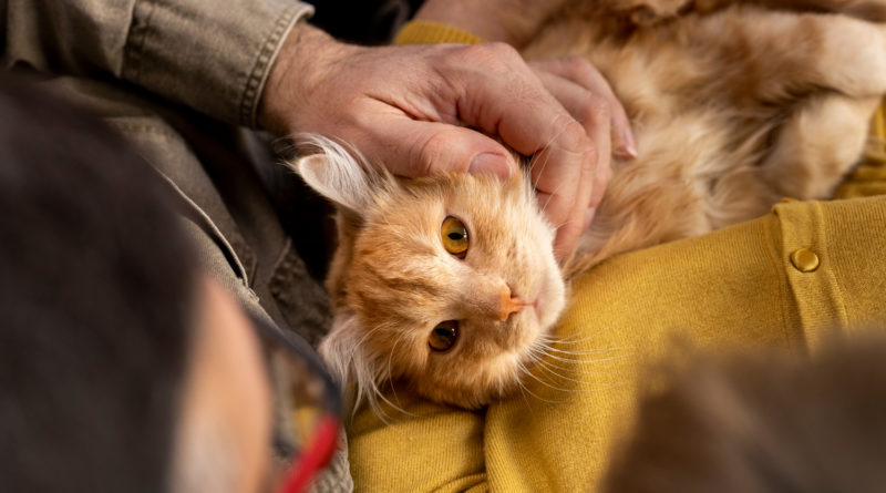 un chat roux à poils longs