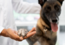 Un professionnel de la santé animale examine la patte d'un grand chien lors d'une consultation vétérinaire.