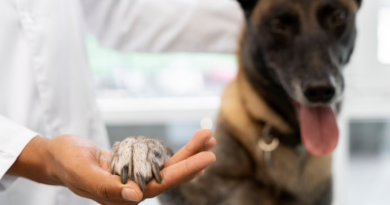 Un professionnel de la santé animale examine la patte d'un grand chien lors d'une consultation vétérinaire.