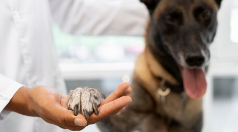 Un professionnel de la santé animale examine la patte d'un grand chien lors d'une consultation vétérinaire.